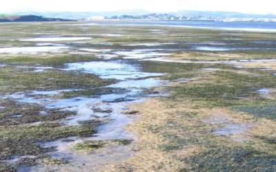 IHCantabria finaliza el proyecto “Pradera” financiado por la Fundación Biodiversidad del Ministerio de Transición Ecológica