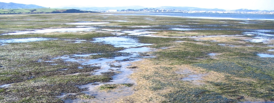 IHCantabria finaliza el proyecto “Pradera” financiado por la Fundación Biodiversidad del Ministerio de Transición Ecológica