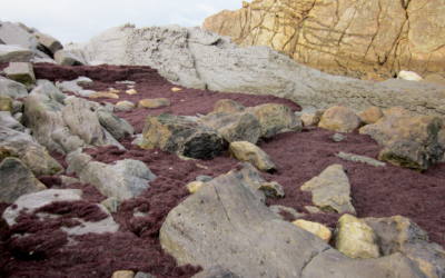 IHCantabria comienza el proyecto GELIDIUM, que mejorará el conocimiento sobre este valioso recurso natural y analizará su posible evolución en el futuro.