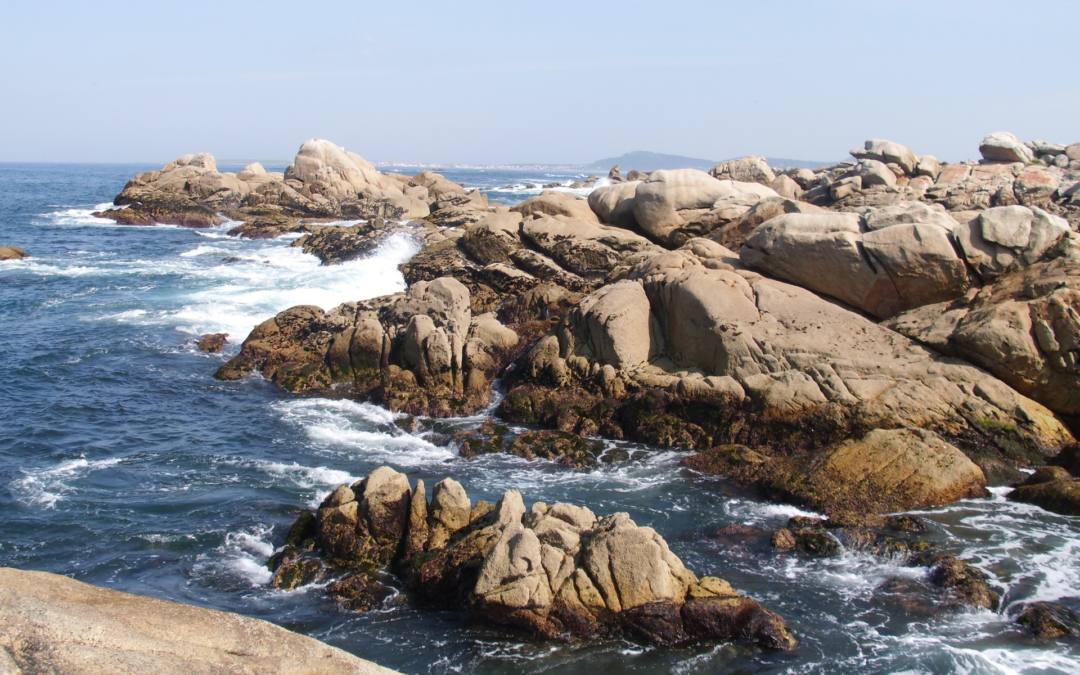 IHCantabria starts the CARTOMAR project, which will improve the knowledge about the distribution of coastal species in the north of the Iberian region.