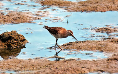 Investigadores de IHCantabria confirman el importante rol de los ecosistemas costeros vegetados para mitigar el cambio climático