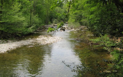 IHCantabria develops projects that promote the conservation of riparian forests and their contribution to biodiversity and river ecosystems