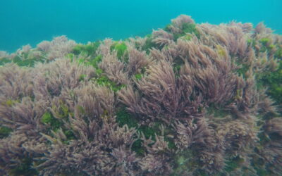 Nuevo estudio de IHCantabria explora el impacto del cambio climático en el proceso de propagación vegetativa del alga alóctona Asparagopsis armata