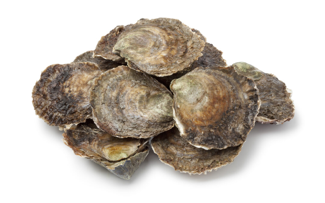 IHCantabria contributed to the development of an important study on the disappearance of flat oyster reefs in Europe