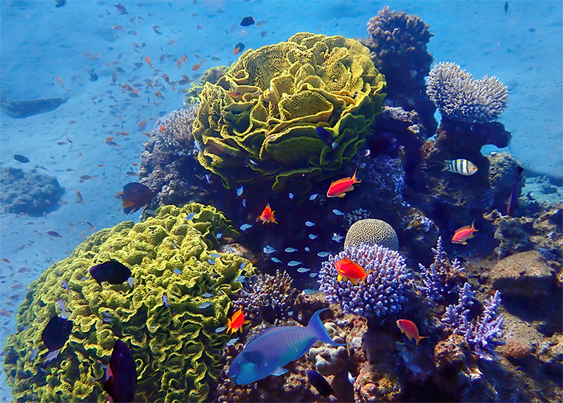 EUNICE lanza cuatro nuevos cursos en línea sobre conservación de ecosistemas marinos