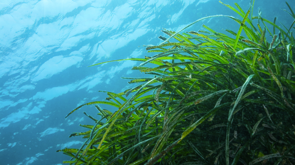 Pradera de posidonia sumergida