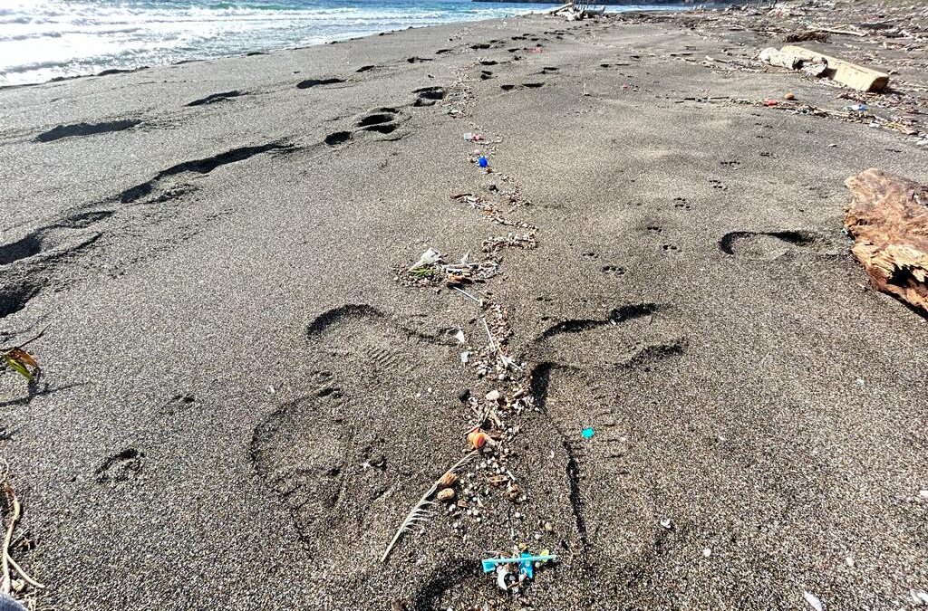 POLARIS reforzará la capacidad europea de respuesta ante vertidos de pellets plásticos en el mar