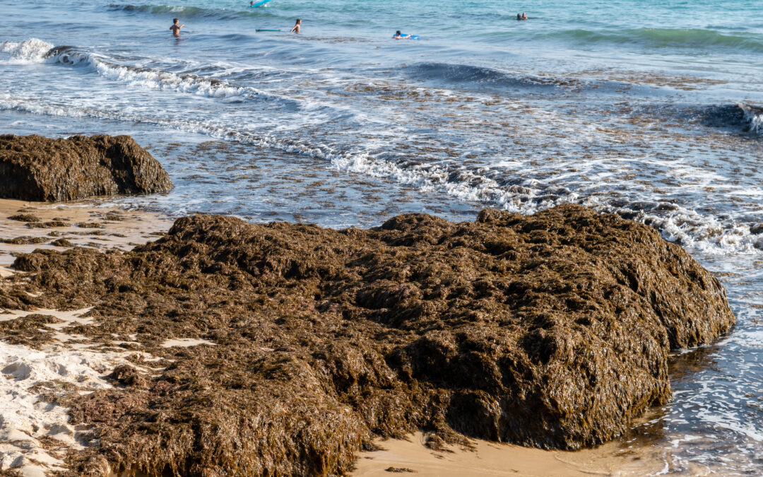 IHCantabria will lead the Eco-Rok project to strengthen the response capacity to the Asian algae invasion